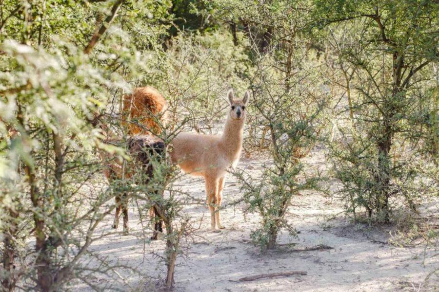 Estancia Rio De Arena Colalao del Valle Eksteriør bilde